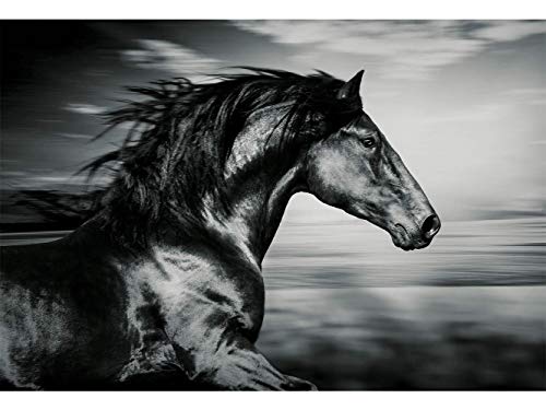 Fotomural Vinilo para Pared Caballo Negro | Fotomural para Paredes | Mural | Vinilo Decorativo | Varias Medidas 200 x 150 cm | Decoración comedores, Salones, Habitaciones.