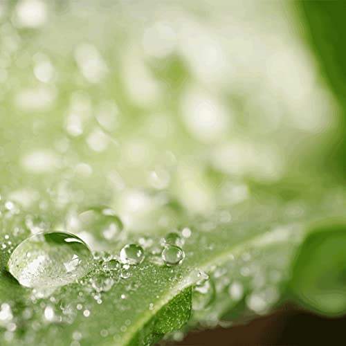 Ebers Aloe Vera Gel 100% Puro - 500 ml