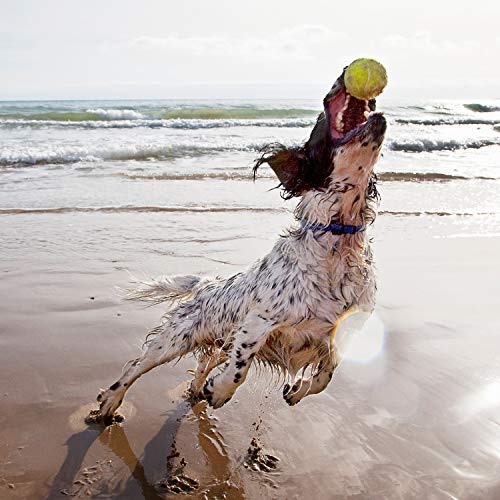 maxxidog - maxxiflex+ Suplemento avanzado para las articulaciones del perro - Glucosamina, condroitina, MSM, ácido hialurónico, garra del diablo, bromelina, cúrcuma - 120 sabrosas tabletas
