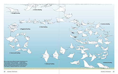 Guide to the Manta and Devil Rays of the World (Wild Nature Press)