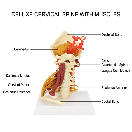 Modelo Anatómico de Visualización Y Aprendizaje de la Columna Cervical, Suministros de Modelo de Columna Cervical para Estudiantes de Medicina