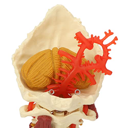 Modelo de Columna Cervical, Modelo de Vértebra Desmontable de Diseño de Tamaño Completo 1:1 para Aula Anatómica para Presentaciones de Enseñanza