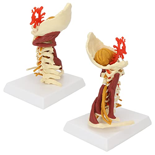 Modelo de Columna Cervical, Modelo de Vértebra Desmontable de Diseño de Tamaño Completo 1:1 para Aula Anatómica para Presentaciones de Enseñanza
