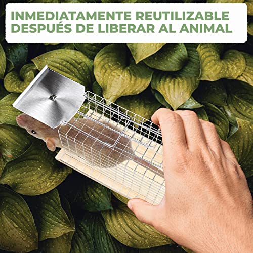 Trampa Viva para Ratas y Ratones - Durable y Reutilizable - Ratonera Grande para Animales - fácil para Usar